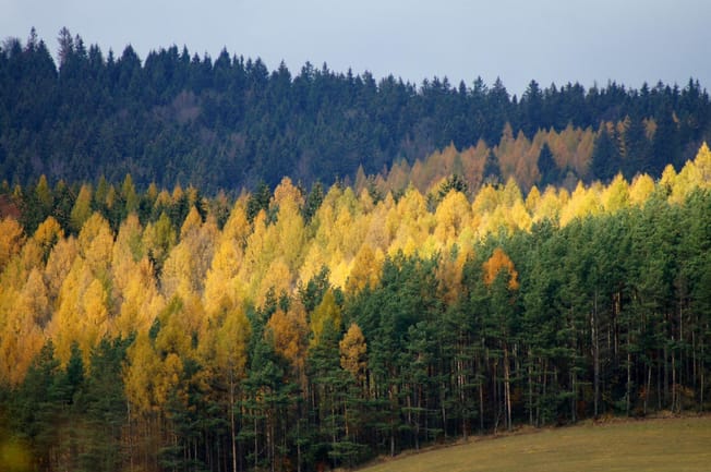 The Future of Work Is Collaborative AI